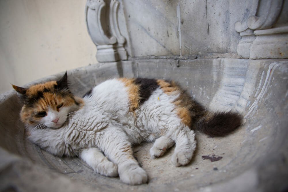 cat cremation ashes into a tattoo